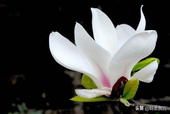 玉兰花诗句经典句子（玉兰花诗句大全）