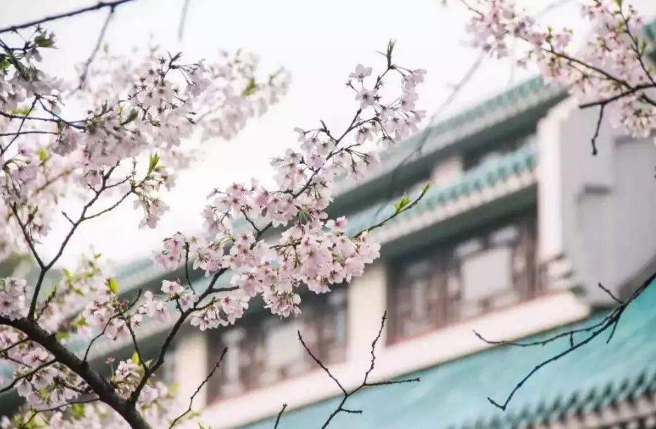 古风描写樱花的唯美句子（赞美樱花之美的唯美诗句）
