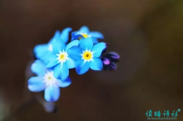 戴望舒诗集代表作（中国最美古诗词）