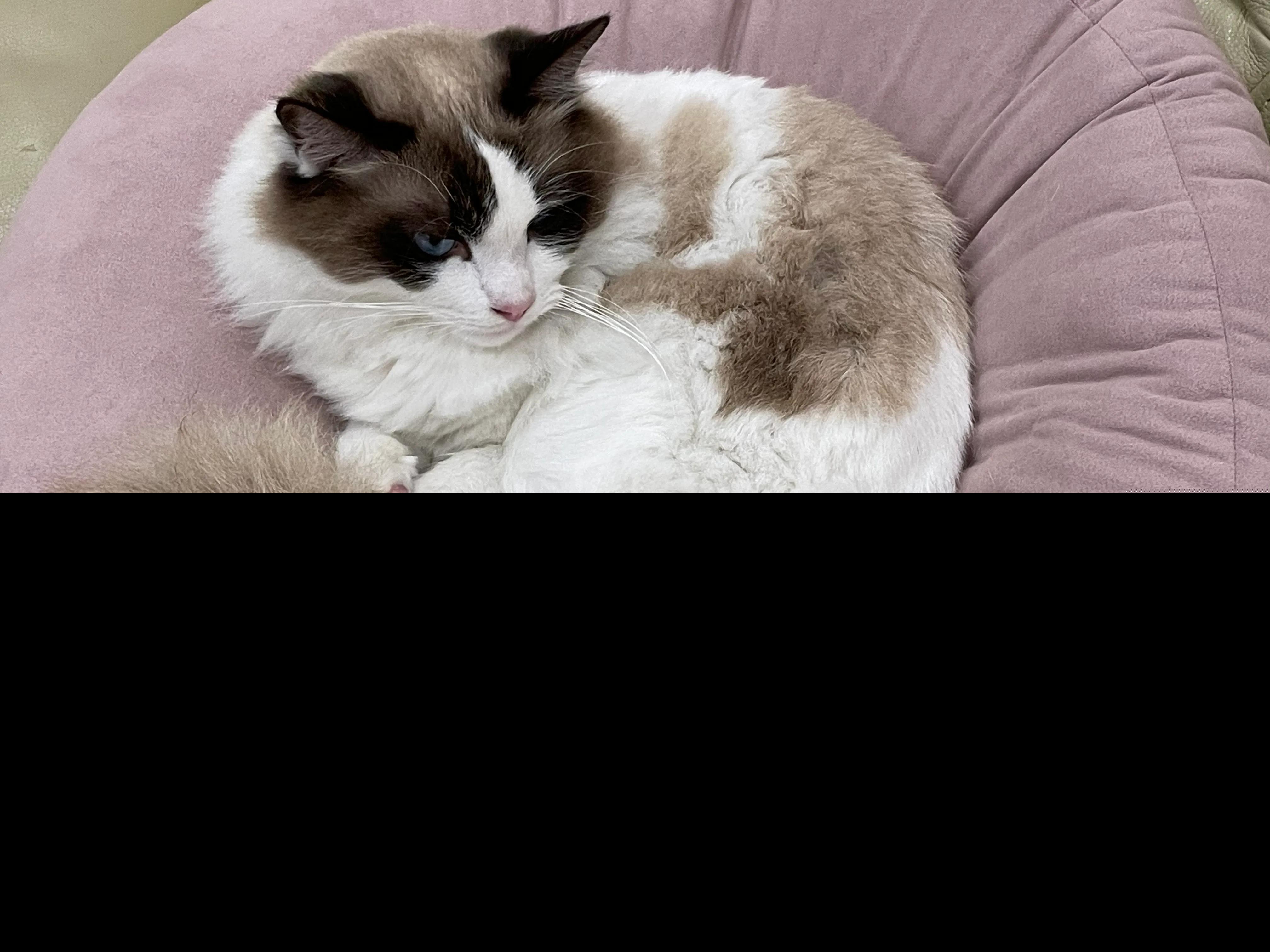 猫的样子描述写一段话（描写小猫性格特点的一段话）