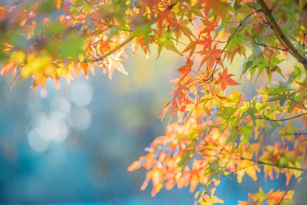 写景抒情散文（写景唯美的段落摘抄）