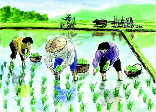 插秧歌杨万里阅读（插秧歌全文欣赏）