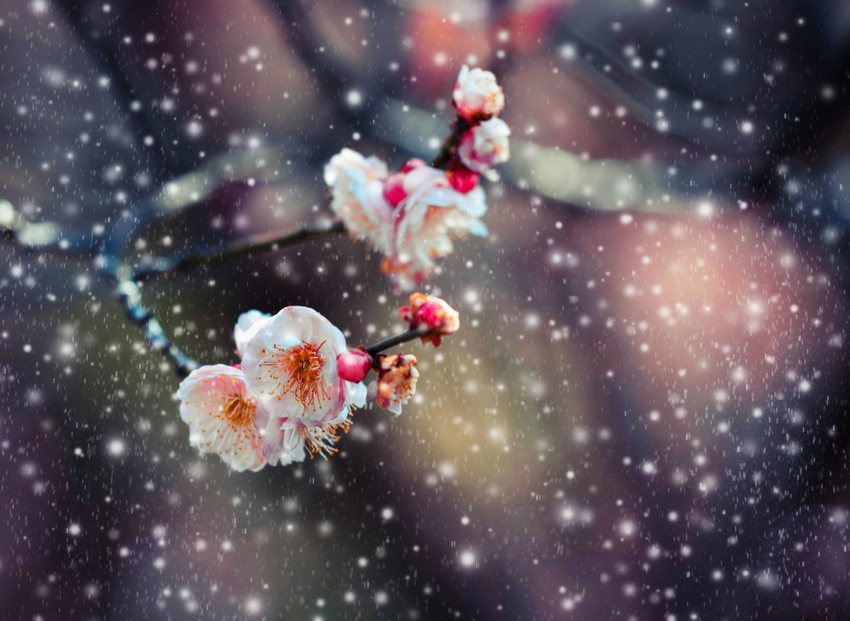韩愈写物的诗有哪些（韩愈的春雪名诗赏析和诗意）
