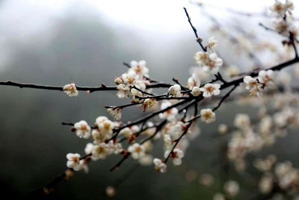 梅花的古诗有哪些（10首关于梅花的古诗词）