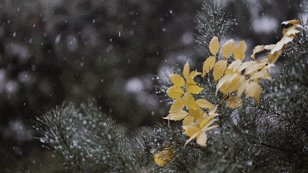 描写雪的古诗名句（关于雪的古诗词）