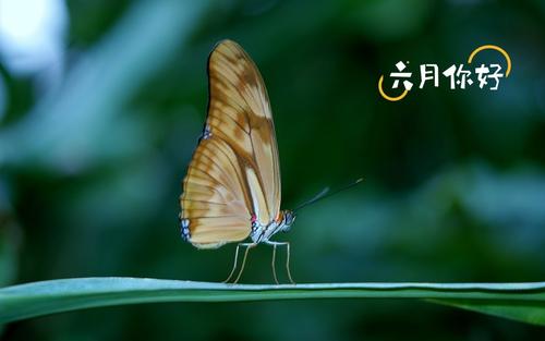 形容六月的唯美语句（描写六月初夏的句子）