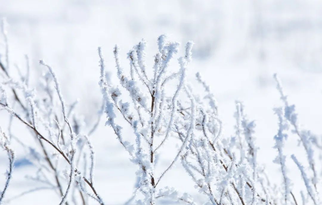 写雪的诗句优美句子（古诗中带有雪的诗句）