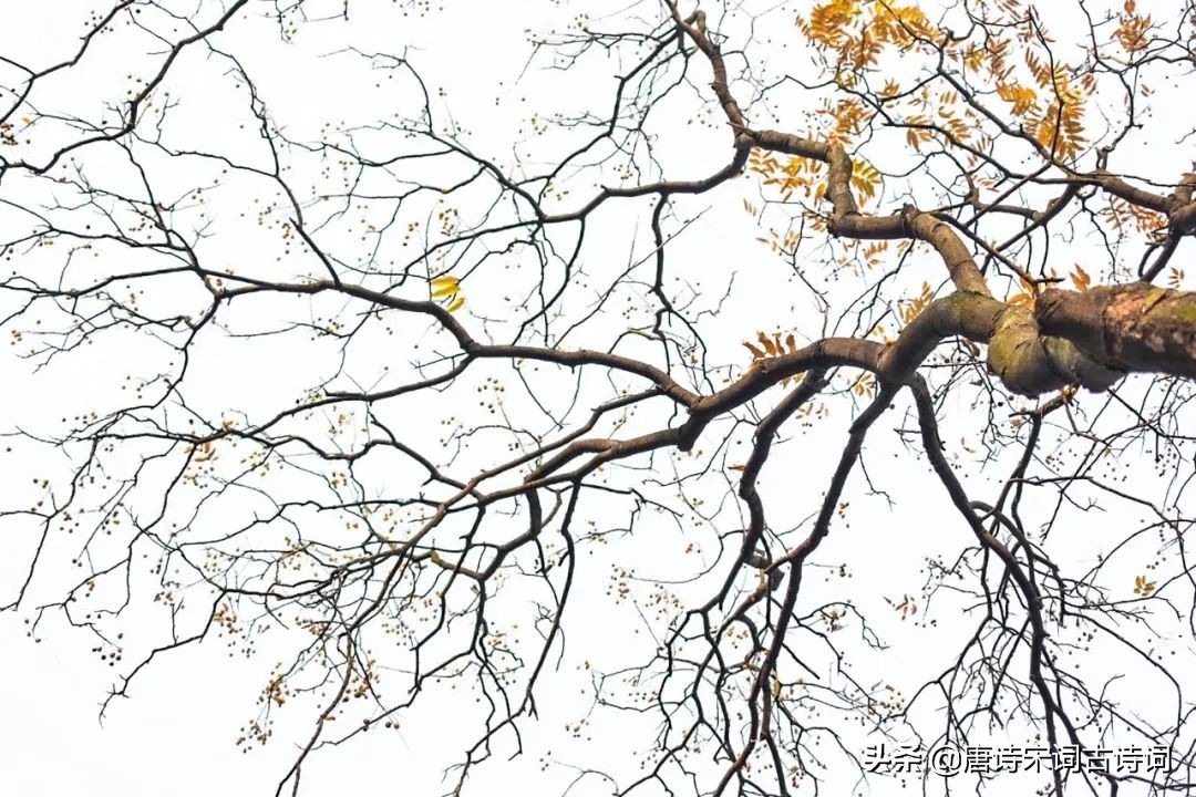 立冬的诗句古诗大全（关于立冬的诗词寓意好）