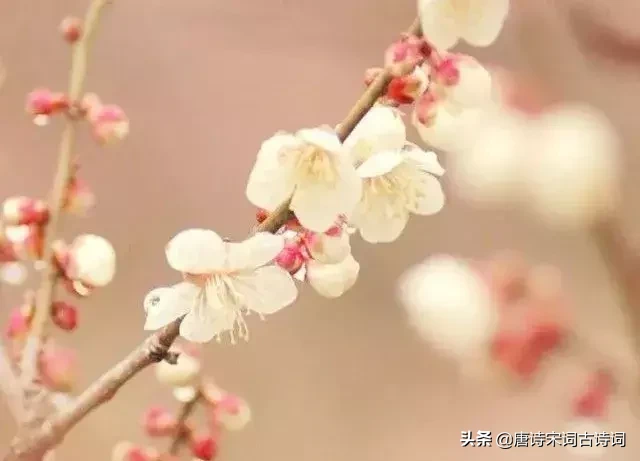 赞美四月的诗句唯美（人间最美四月天）