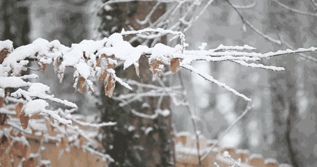 写雪的古诗句有哪些（描写雪的著名的唐诗）
