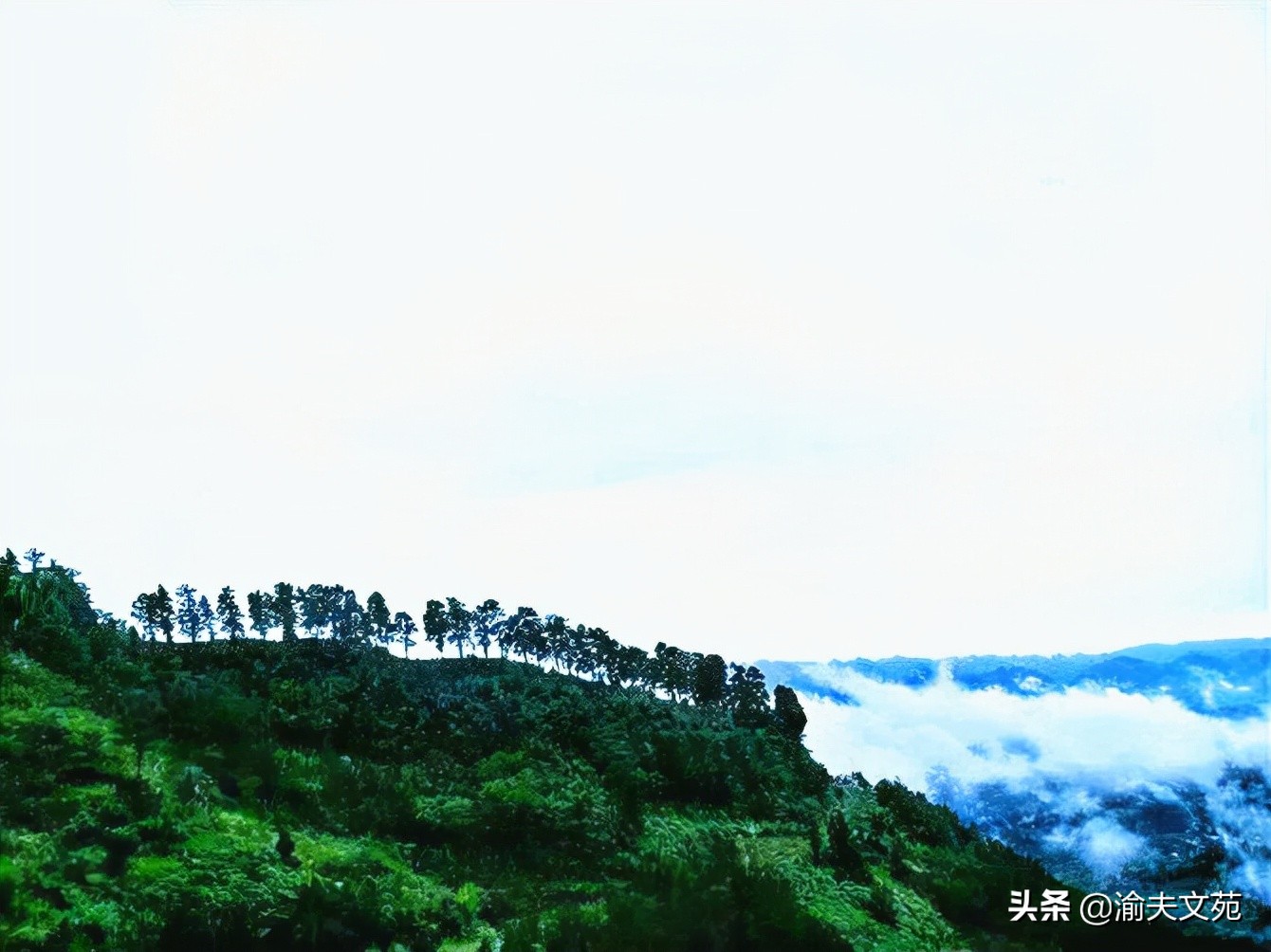 校园散文随笔（关于校园的散文唯美）