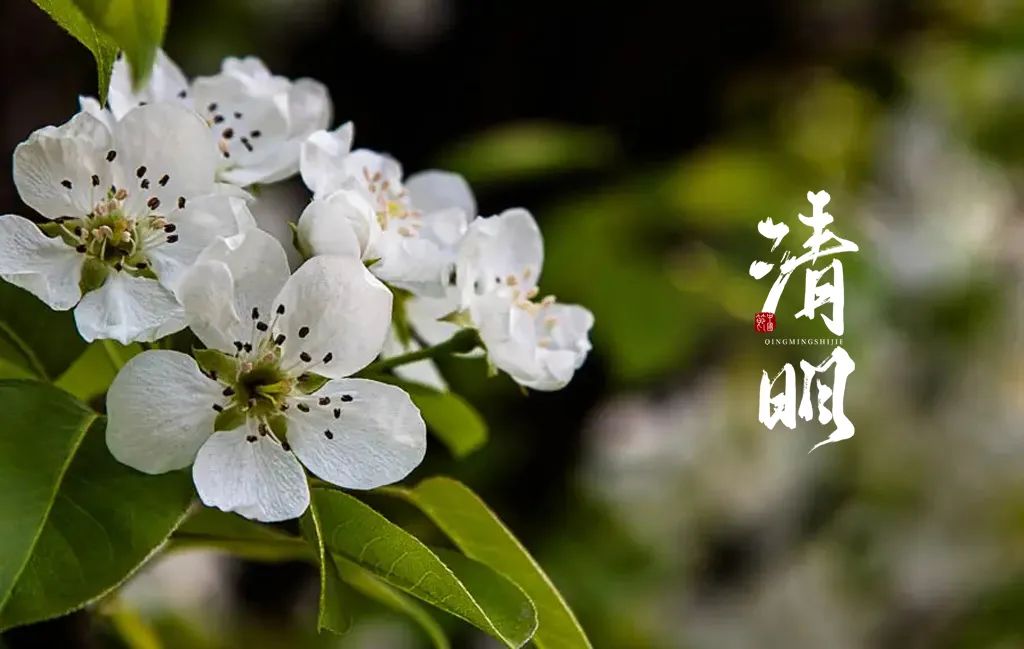 描写清明的诗句古诗（表达清明节的诗句）