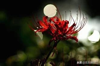 关于彼岸花的诗句（彼岸花语录伤感）