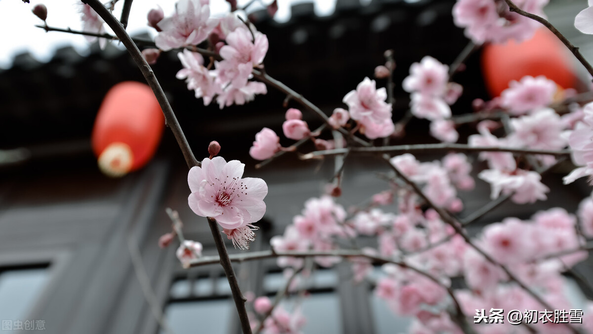 春节贺词诗句优美（新年祝福诗句唯美古诗）