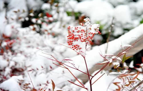 作文第一场雪怎么写（5篇优秀作文范文欣赏）