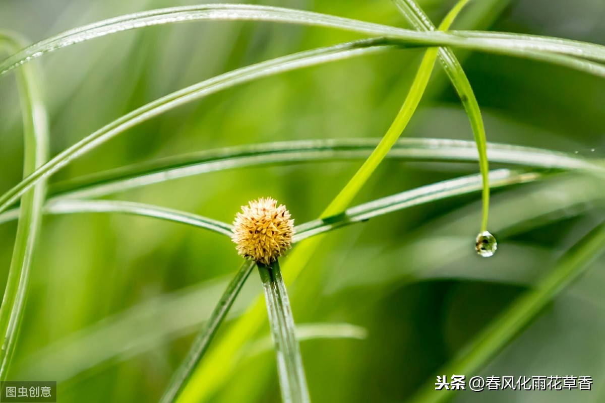 描写雨的优美段落摘抄（精选写雨的优美心情说说）
