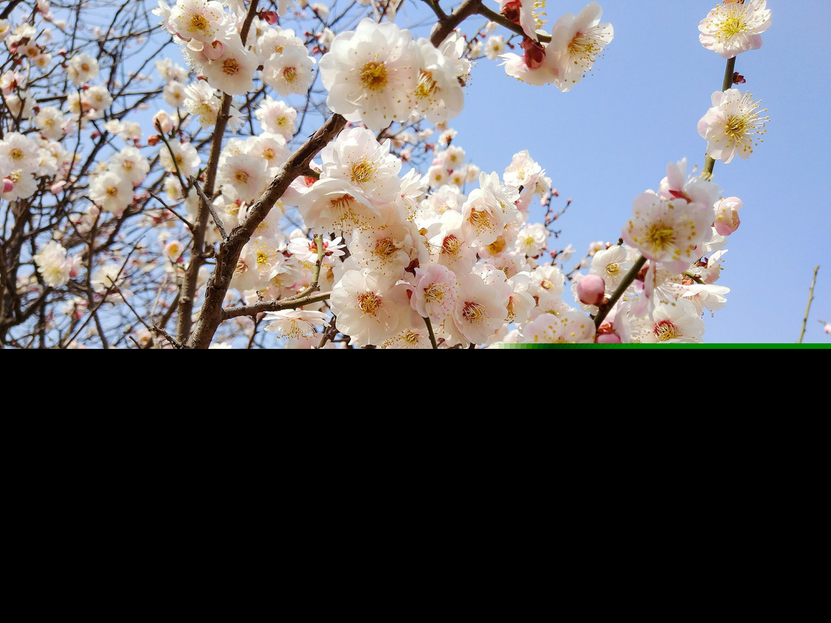 具有梅花品质的人有哪些（关于梅花精神的古诗词）