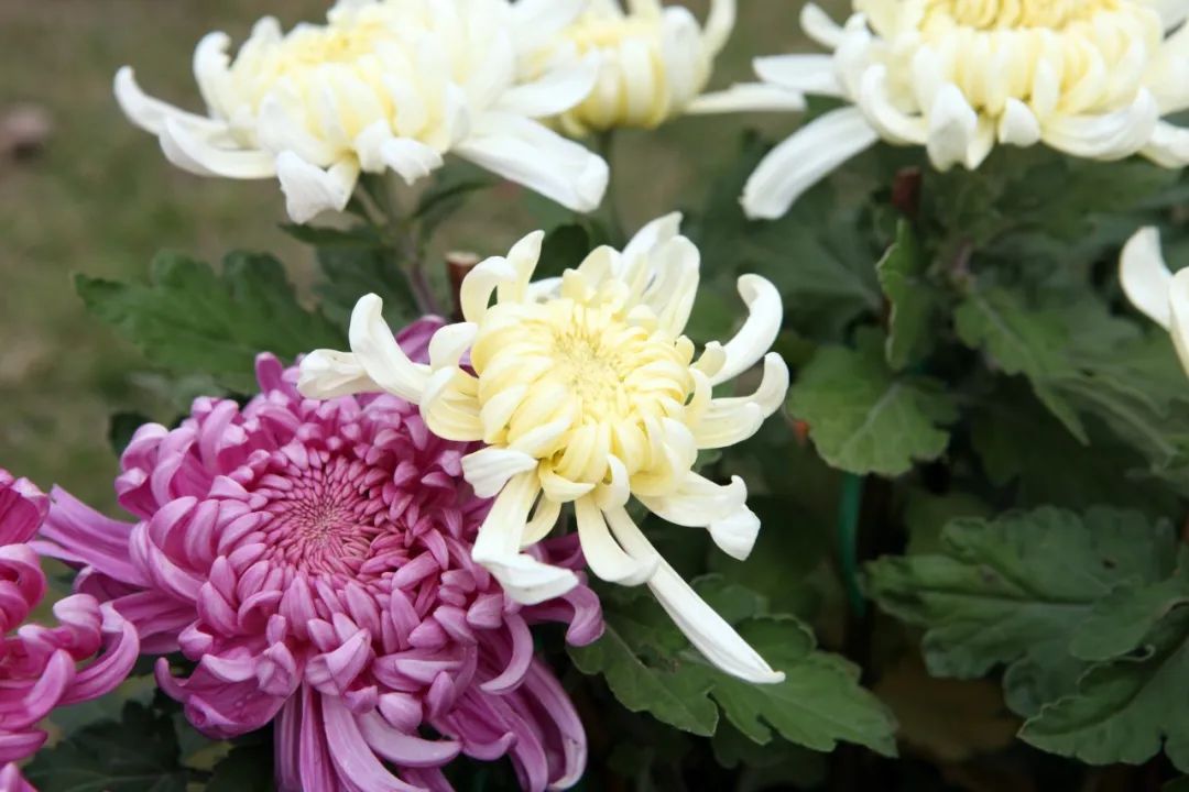 描写菊花的句子唯美短句（赞美菊花的美文佳句）