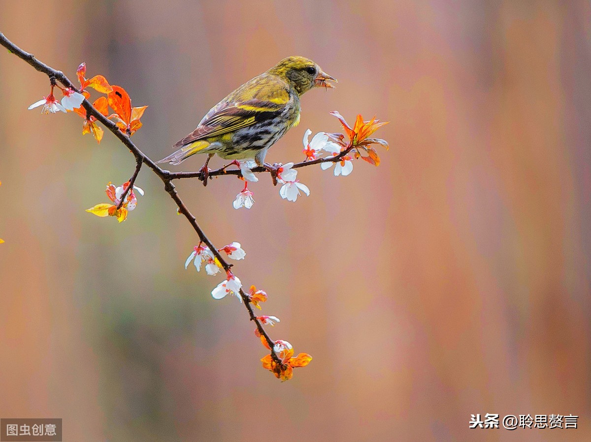 王令送春的诗意是什么（送春全文赏析和诗意解读）