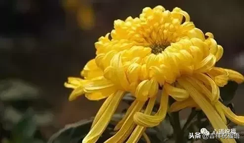 想念天堂父母短句（想念天堂的亲人的句子）