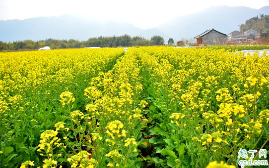 油菜烂杆是咋回事 油菜烂杆要用什么药防冶