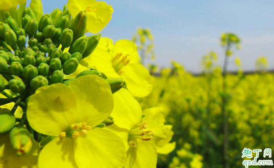 油菜烂杆是咋回事 油菜烂杆要用什么药防冶