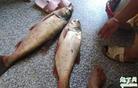 钓鲢鳙风大好钓还是风小好钓 钓鲢鳙水深多少是合适