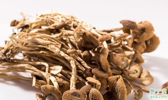 茶树菇新鲜的和干的哪个好 天天吃茶树菇会怎么样