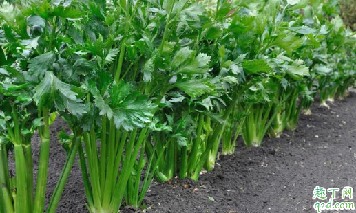 芹菜密集种植有什么好处 芹菜先育苗后移栽的方法