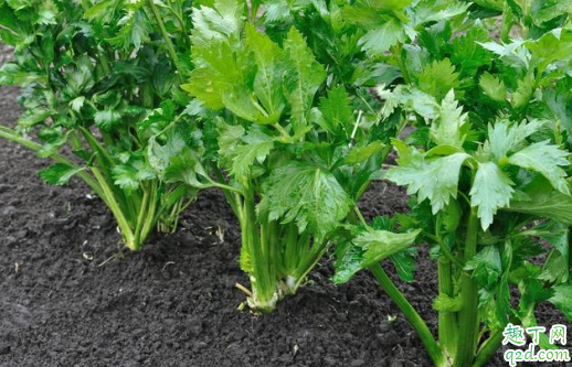 芹菜密集种植有什么好处 芹菜先育苗后移栽的方法
