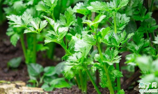 芹菜密集种植有什么好处 芹菜先育苗后移栽的方法