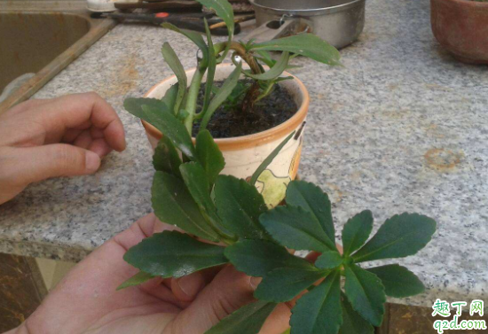 花盆换土后马上浇水吗 牡丹花花盆怎么盆栽