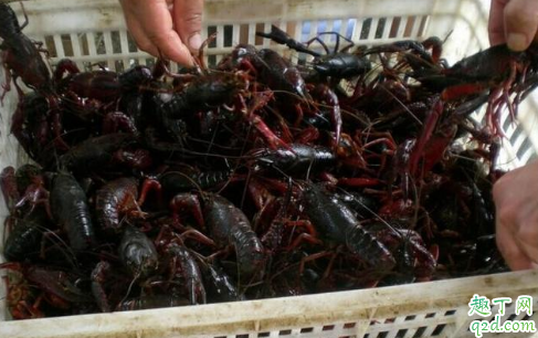 水深三四米养殖小龙虾好吗 养殖小龙虾解毒和消毒是一样吗