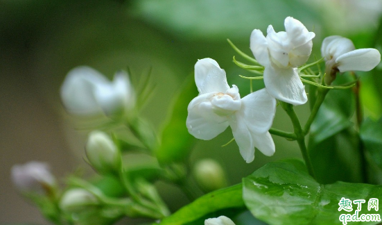茉莉花叶子发黄是咋回事 家养的茉莉花叶片发黄怎么办