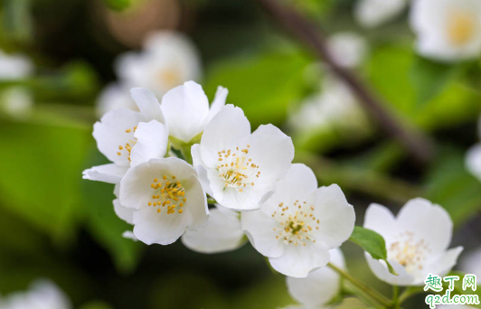 茉莉花掉叶是为啥 茉莉花总掉叶怎么解决