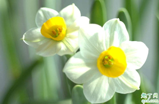 水仙花为啥会烂根 水仙花烂掉了怎么办
