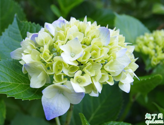 花苞期的绣球花能不能修剪 绣球花开完花如何修剪
