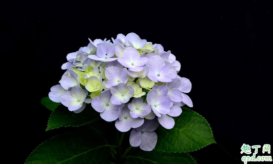 绣球花叶子打蔫是怎么回事 绣球花叶子焉巴怎么办