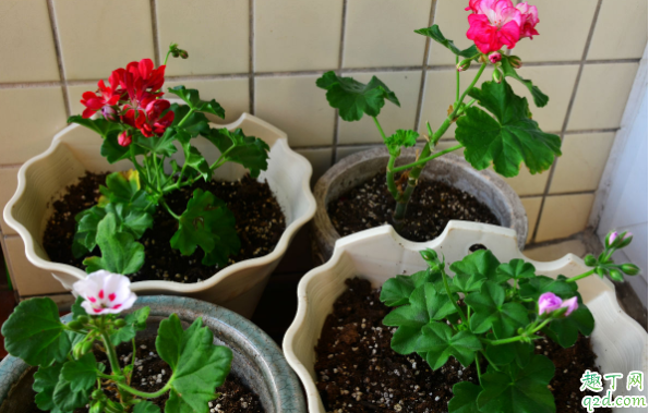 花盆没开洞可以养花吗 花盆没有孔花能活么