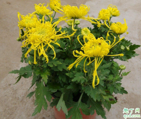 菊花定植用多大的花盆 玉米芯可以用来种花吗