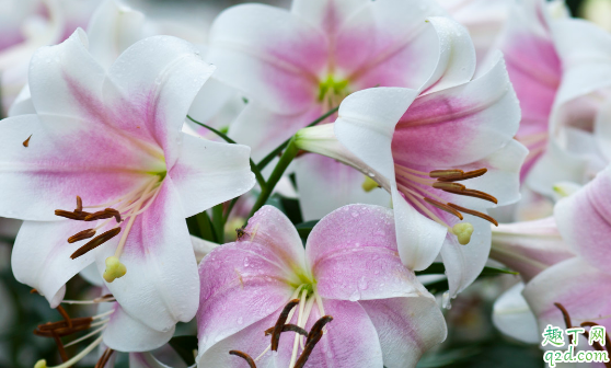 百合花花苞发黄是咋回事 百合花花苞变黄怎么补救