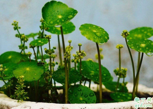 铜钱草能分盆不 铜钱草分完盆为啥长得不好