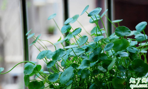 铜钱草可以生吃吗 铜钱草怎么做菜吃