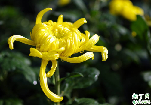 菊花容易成活吗 菊花怎么养才能更旺盛