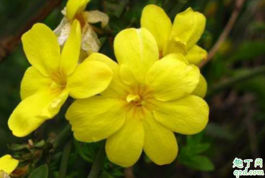迎春花一年修剪一次好还是两次好 迎春花开完花怎么修剪