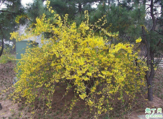 迎春花可以扦插育苗吗 迎春花夏季修剪可以吗