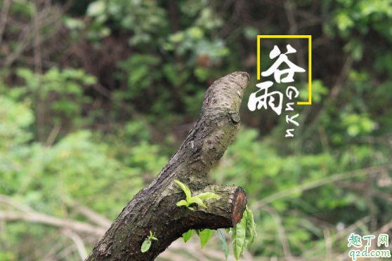 谷雨是什么季节养生 谷雨期间吃什么养生