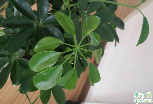 鸭掌木为啥老是黄叶 鸭掌木出现大面积黄叶怎么办