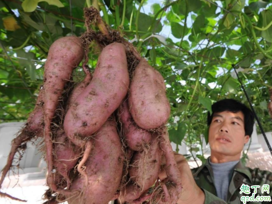 红薯怎么种品相好 什么土适合种红薯