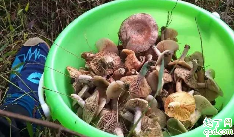 枞菌为什么这么贵 枞菌怎么收藏放的久